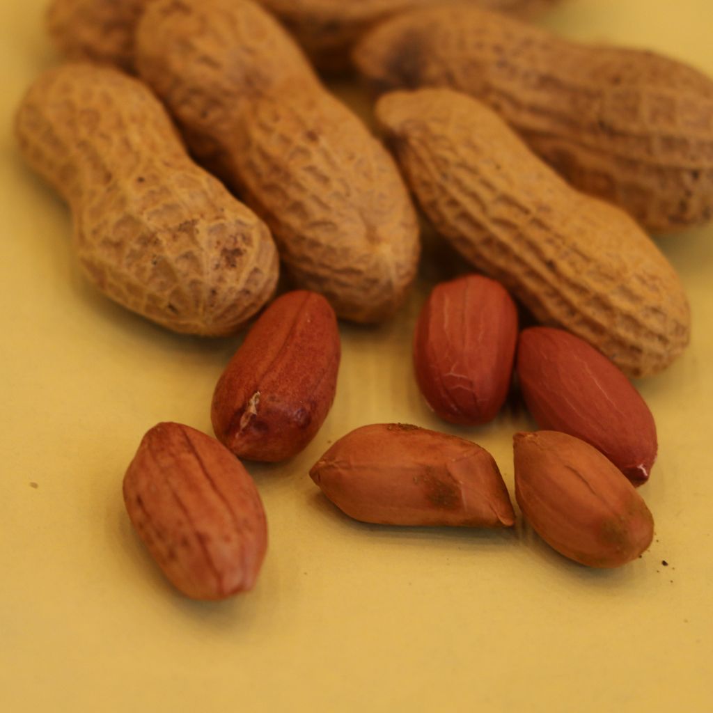 Parachinar Mongpali (peanuts)